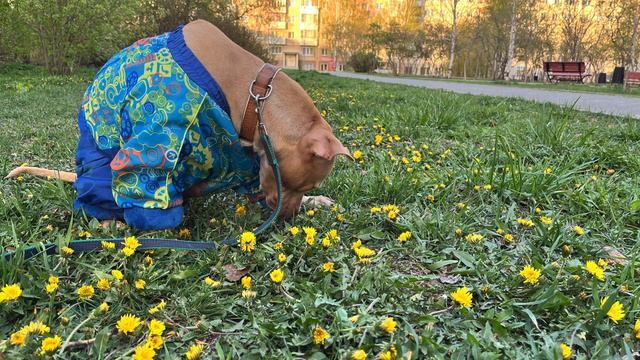 Добрый вечер с Питбуль-Лишной🌜🐶🔥 смотреть онлайн