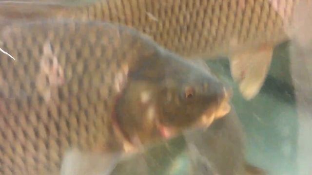 О чём говорят карпы :) смотреть онлайн