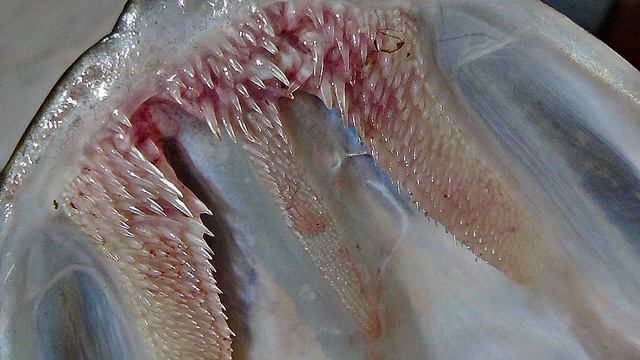 ЩУКА 20КГ! Рыбалка на спиннинг 2023. Щука весной на спиннинг. Рыбалка 2023. Щука в Мае. Ловля щуки смотреть онлайн