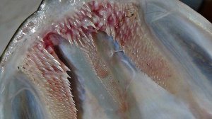 ЩУКА 20КГ! Рыбалка на спиннинг 2023. Щука весной на спиннинг. Рыбалка 2023. Щука в Мае. Ловля щуки