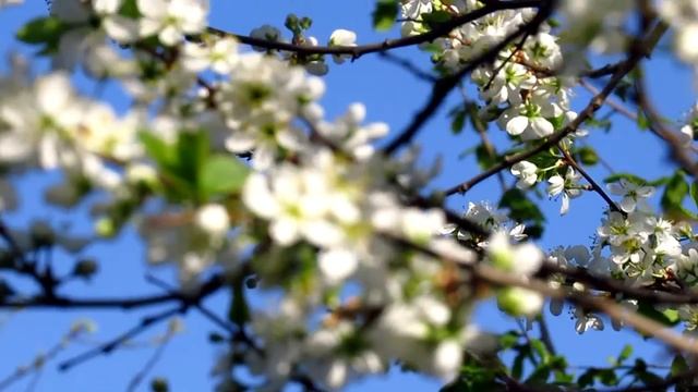 вишня и барвинок. цветение смотреть онлайн
