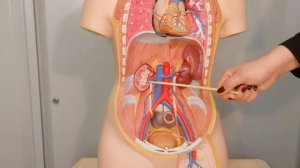 Мочеточники