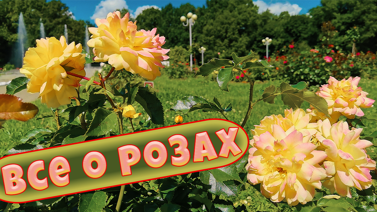 Все о розах. Розарий в Главном ботанический саду в Москве. Видео 4К. смотреть онлайн