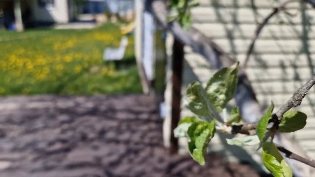Миксбордер с нуля у входной зоны | Цветник для ленивых смотреть онлайн