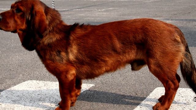 Beautiful and playful dog.Alopekis dog смотреть онлайн