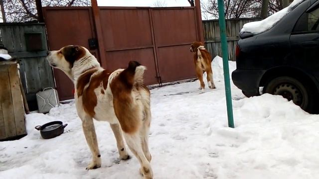 Подошли ко двору закинуть в ящик листовки. смотреть онлайн