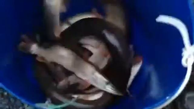 Зарыбление щукой ВИП-2  23.09.2016(