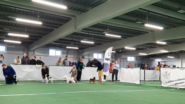 15.10.2023, СПб. Клуб "КАПИТОЛИЙ-1". Выставка собак всех пород "ПЕТЕРБУРГСКИЙ ВЕРНИСАЖ-1. ВЕСНА" смотреть онлайн