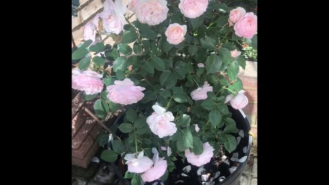David Austin Roses | Rose Garden *UPDATE* | Rose Review смотреть онлайн