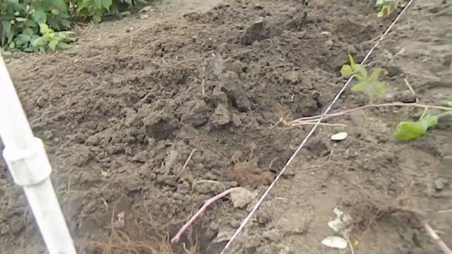 посадка малины поздней осенью || посадка ремонтантной малины осенью смотреть онлайн