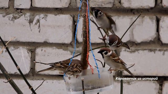 2. Кот, который гулял сам по себе. Самара. смотреть онлайн