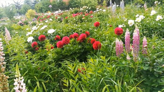 Эдем в Подмосковье смотреть онлайн