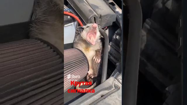 Крутая сигналка)))