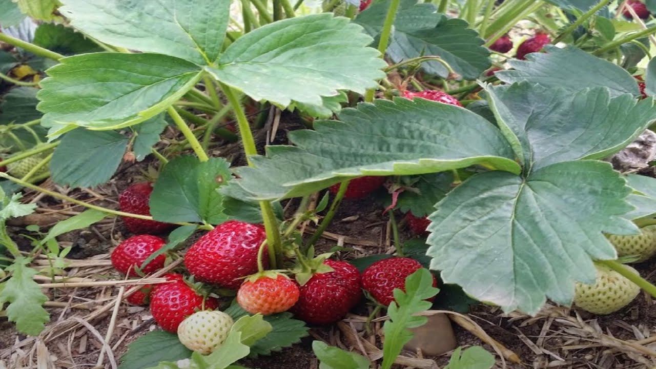 Всего одна весенняя подкормка клубники - секрет большого урожая. Рецепт подкормки смотреть онлайн
