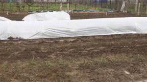 ВЫРАЩЕВАНИЕ МАЛИНЫ В ТЕПЛИЦЫ || выращивание ремонтантной малины в теплице