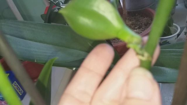 Орхидея Пират Пикоти (бабочка).?Вот это Сюрприз!? смотреть онлайн