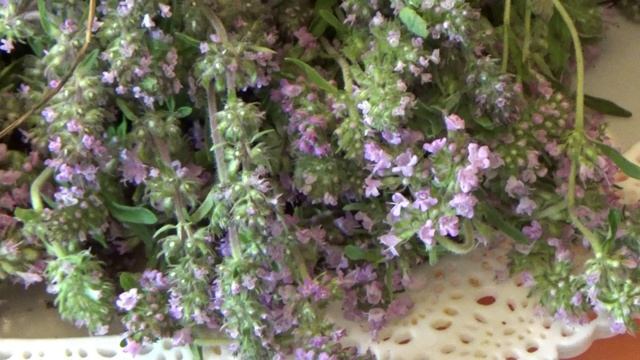 Душица и чабрец. Сушим на зиму для чая. смотреть онлайн