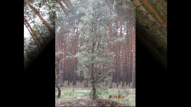 ВЕСНА В ЛЕСУ... смотреть онлайн