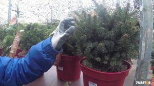 Карликовые ели - посадка и уход | Советы биолога 7ЦВЕТОВ