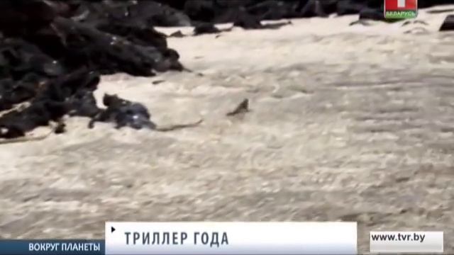 Змеи атакуют морскую игуану. Триллер года. Вокруг планеты смотреть онлайн