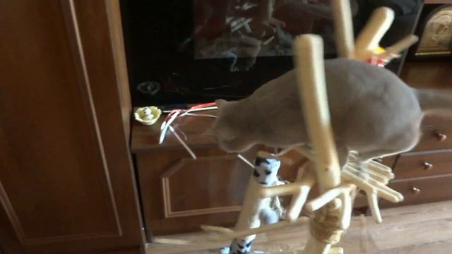 Забавные факты про котов смотреть онлайн