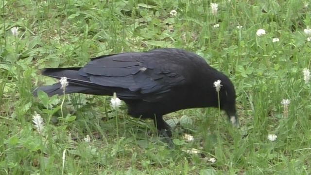 Чёрная ворона нычку разбомбила. смотреть онлайн
