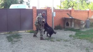 Немецкая овчарка сука 11 мес охрана территории