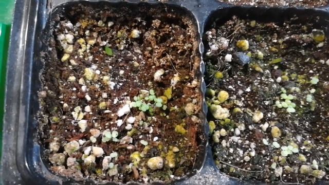 Суккуленты из семян смотреть онлайн