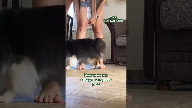 #дрессировка #трюки #dog #дрессировкащенка #dogfitness #shelty #fitness смотреть онлайн
