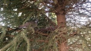 Дикие лесные голуби вяхири выводят птенцов: гнездовая жизнь How a wild wood pigeon broods its chick