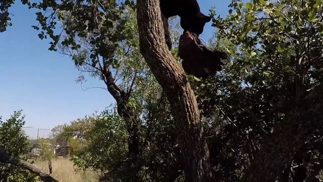 LEOPARDS v JAGUARS | The Lion Whisperer смотреть онлайн