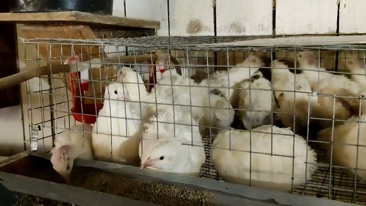 Как долго живут перепела Перепелиная ферма Ответ на вопрос смотреть онлайн