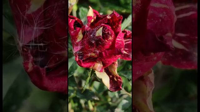 Мой сад. Розы моего сада 2020 смотреть онлайн