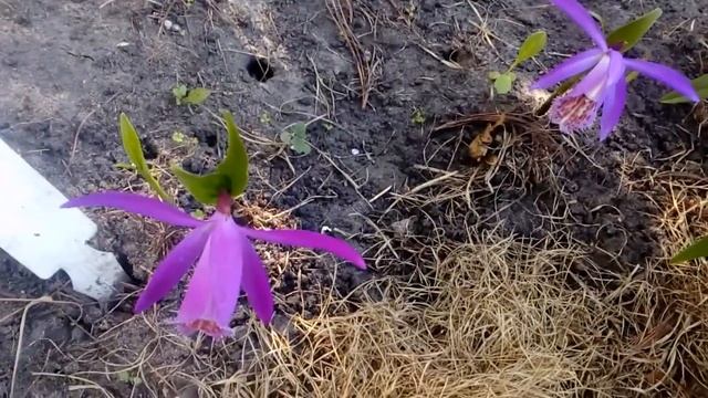 Садовые орхидеи в моем саду беспрерывного цветения. Май 2017 # мой сад # орхидея Плеоне смотреть онлайн