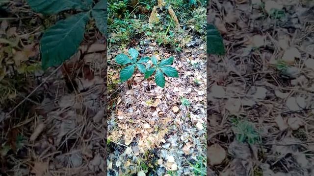 Конский каштан в уральских лесах смотреть онлайн