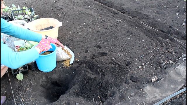Сделай так, при посадке капусты. смотреть онлайн