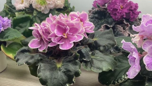 Наши сеянцы в работе. 22.10.21 смотреть онлайн