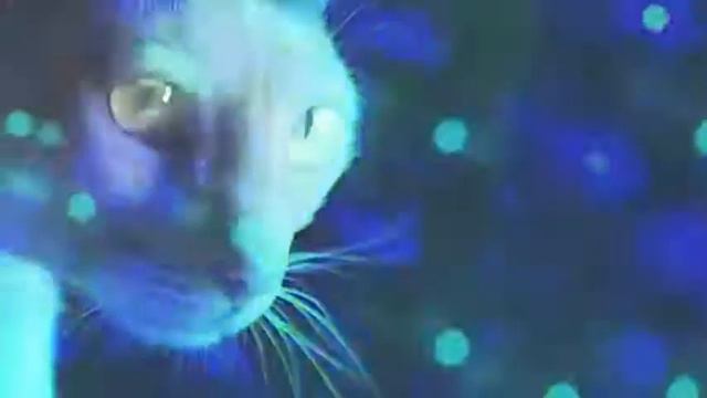 3-яя песня на кошачьей дисКОТеке. смотреть онлайн