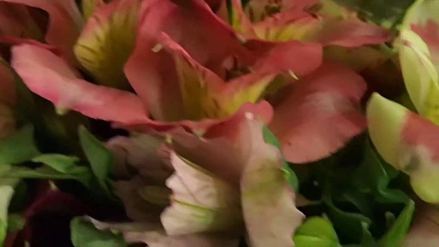 Alstroemeria - cut flowers смотреть онлайн