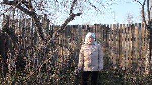 Чем опрыскать СМОРОДИНУ весной  от вредителей.