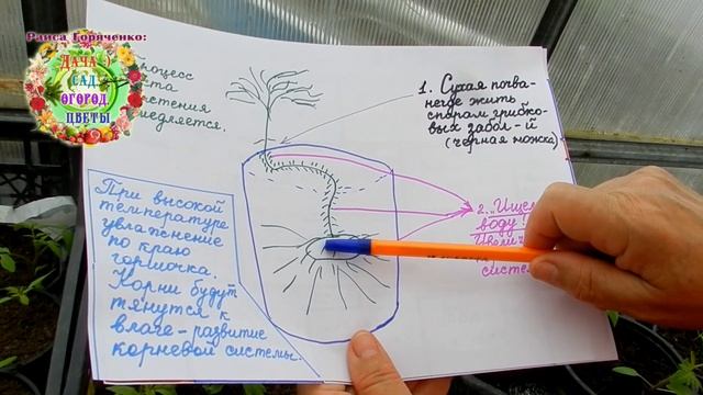 Чтобы рассада помидоров не погибла от черной ножки, нужно знать вот эти секреты выращивания томатов смотреть онлайн