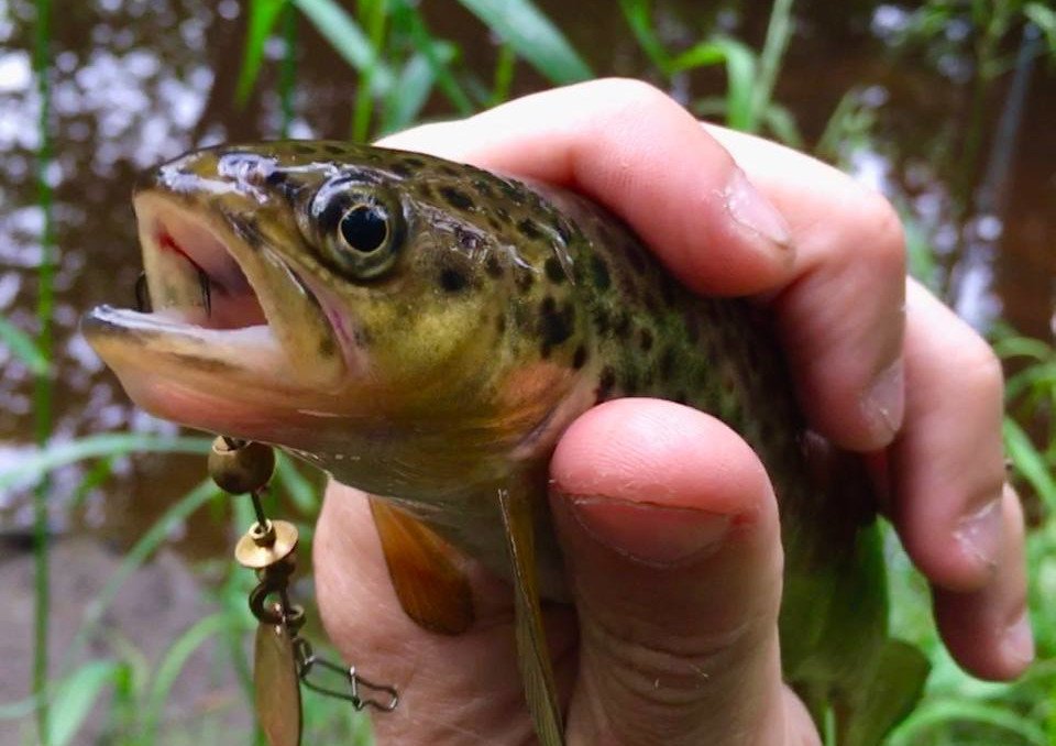 Ловля форели на малой реке. Рыбалка на дикую форель. смотреть онлайн