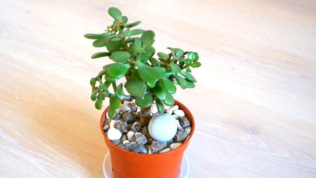 Толстянка (Денежное дерево). Почему стали расти Мелкие Листья у Толстянки