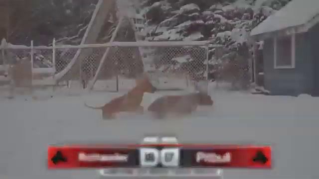 Rottweiler VS Pitbull смотреть онлайн