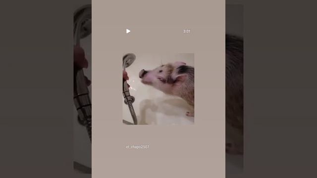 Эль-Чапо купается?Минипиг, микропиг, Москва, minipig, micropig, питомник Рязанская Диковинка смотреть онлайн