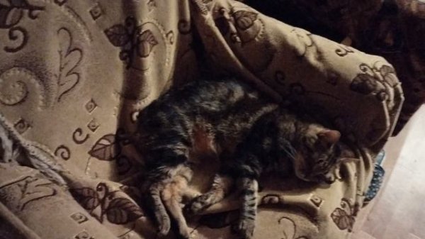 Вещий сон или просто фантазия на недели. Что изменилось в мире. Совпадение или реальность?