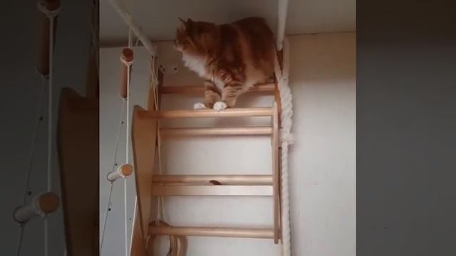 Сибирский кот Борей смотреть онлайн