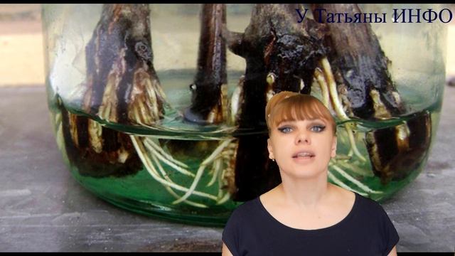 Раскрываем секреты!!! Зачем ЯНТАРНАЯ КИСЛОТА для комнатных растений и цветов!? смотреть онлайн