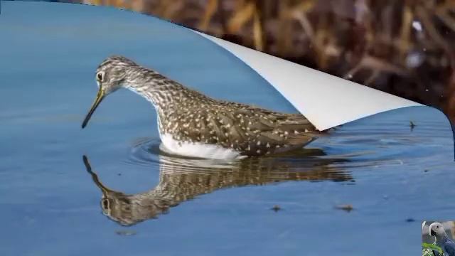 Голоса птиц: черныш смотреть онлайн