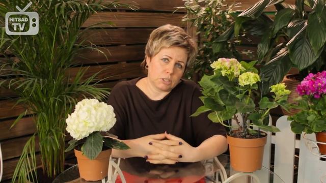 Гортензия крупнолистная ? Топ-10 самых красивых сортов смотреть онлайн